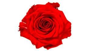 Róże - czerwone wciąż najważniejsze - Ogrodinfo.pl