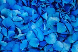 Niebieskie kwiaty doniczkowe, ogrodowe i balkonowe - Home