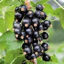 Porzeczka czarna krzaczasta Sadzonka, (Ribes nigrum) - Plumeria.pl