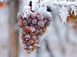 Ice or iced wine? Tradition vs. innovation in Upstate New York's vineyards - newyorkupstate.com