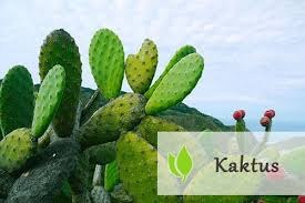 Kaktus - jakie właściwości posiada? - algi Spirulina i Chlorella