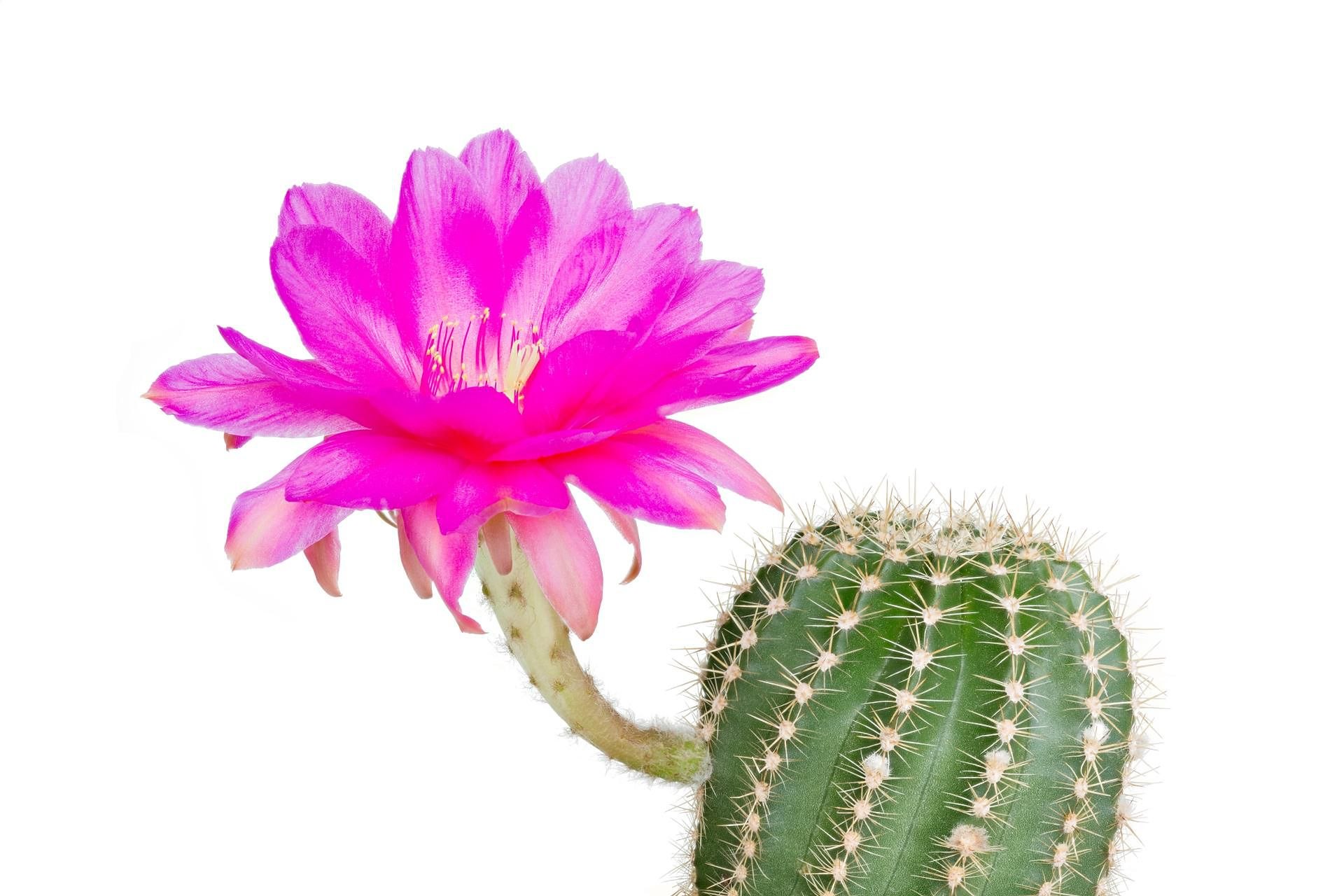 Kaktus - charakterystyka, odmiany, zasady pielęgnacji, właściwości, zastosowanie | WP abcZdrowie