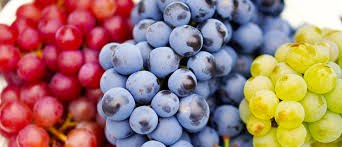 Winogrona z ogrodu | Jak sadzić formowować i doać, by dawały dużo owoców? | Zielony Ogródek