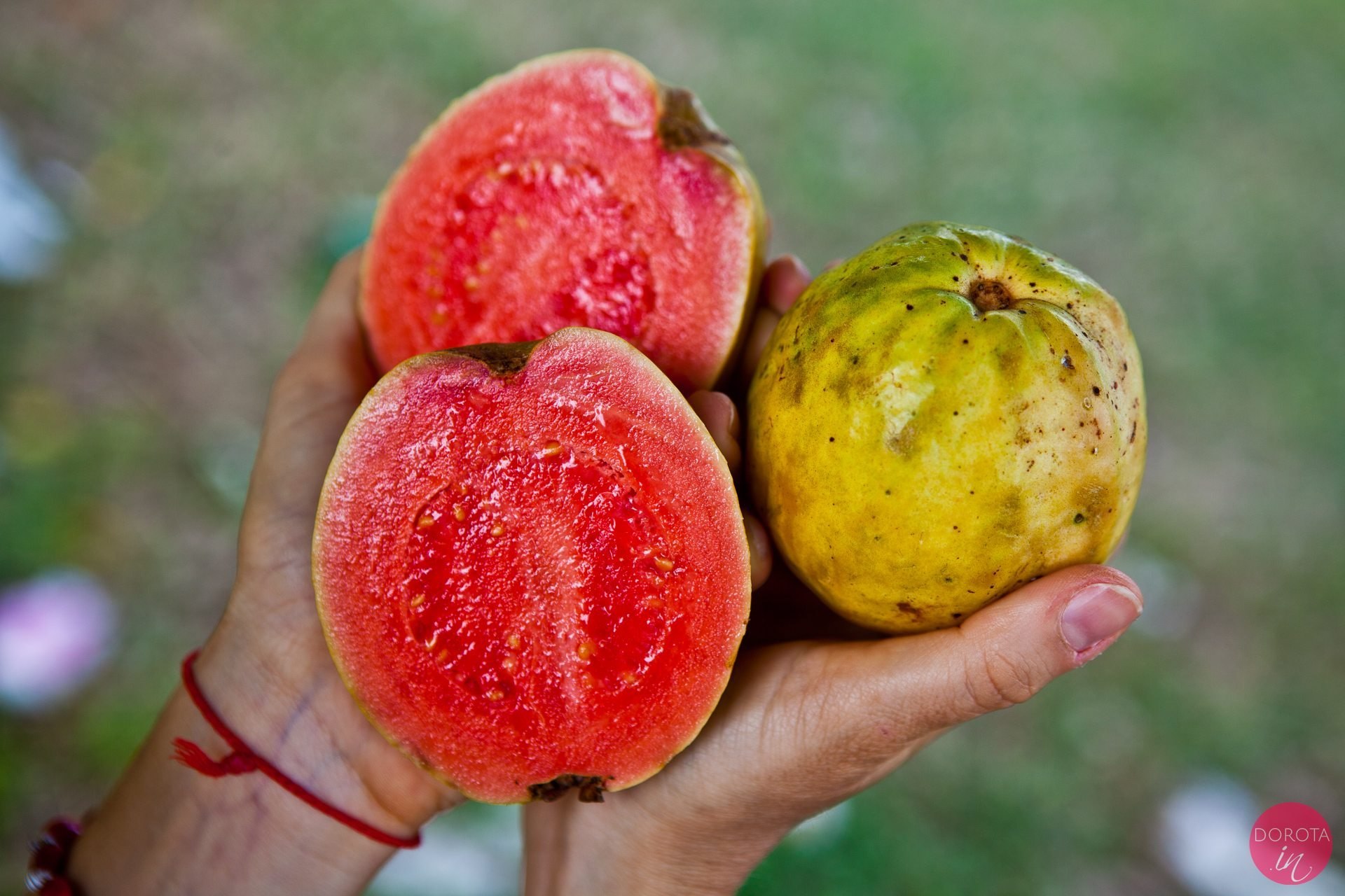 Guawa, gujawa, gruszla | Co to za owoc? | Dorota Kamińska